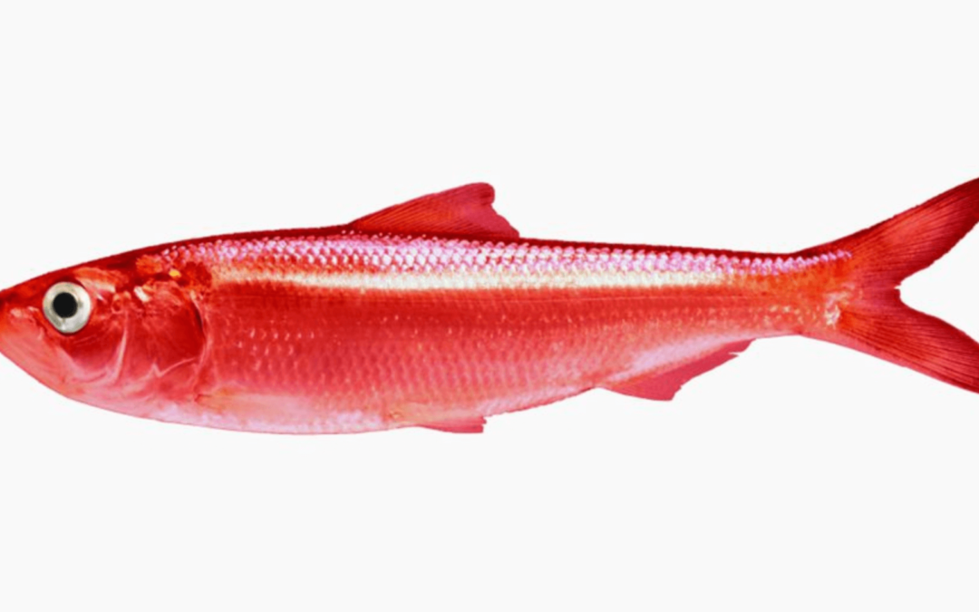 Alex O’Connor’s Red-Herring Thought Experiment vs. Facts that Support Morality
